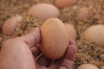 Hand holding chicken egg in a farm