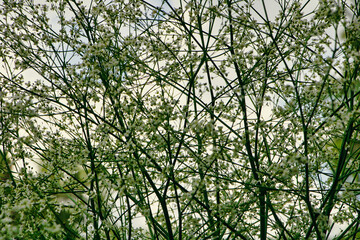 Äste mit vielen kleinen Blüten 