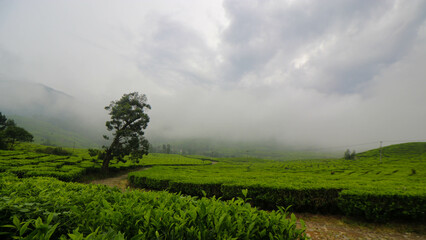 Fototapeta na wymiar Tea plantation landscape in the afternoon