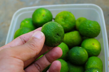 Hand holding Limau (Citrus amblycarpa) with a large group of limau background