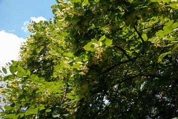 Fototapeta premium Blooming large-leaved linden (Tilia). Flowers of a blossoming linden tree on a blurred background. The concept of natural medicine, medicinal herbal teas, aromatherapy. Soft focus. Close-up.