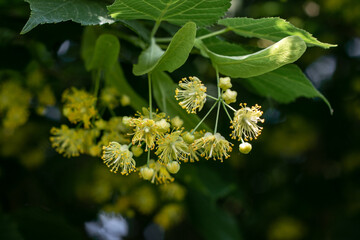 Flowers of a blossoming linden tree on a blurred background. Blooming large-leaved linden (Tilia). The concept of natural medicine, medicinal herbal teas, aromatherapy. Soft focus.Close-up.