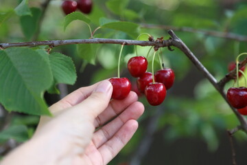 Hand picking fresh delicious cherries, close-up. A woman's hand plucks juicy cherry berries from a tree. The concept of healthy eating. The concept of a healthy lifestyle.