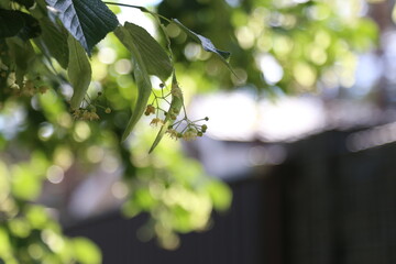 Linden Tree (lime tree) linden blossom