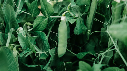 Pods of young green peas growing on a bed - obrazy, fototapety, plakaty