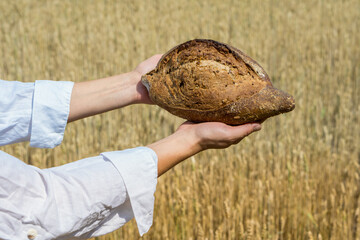 Female hands holding home baked bread loaf above ripe wheat field.