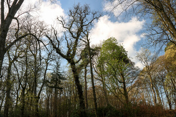 Forest View Against a Blue Cloudy Spring Morning Sky