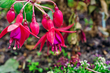 Scharlach-Fuchsie, Pinke Ballerina Blumen 