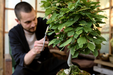 A young man use scissors to decorate the branches of a new bonsai tree in a garden house