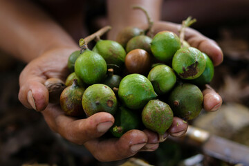 A handful of macadamia nuts that freshly harvested from the garden.