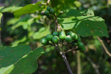 Takokak (Solanum torvum) in the woods