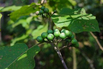 Takokak (Solanum torvum) in the woods