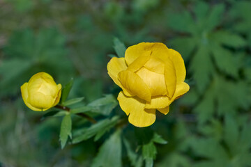 Spring flowers on a blurred background. The globeflower. Yellow flowers Trollius or globeflower.