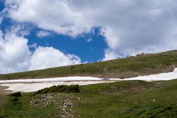 The herd of elk at Rocky Mountain National Park in Colorado