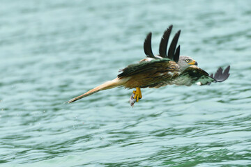Rotmilan flach über dem Wasser
