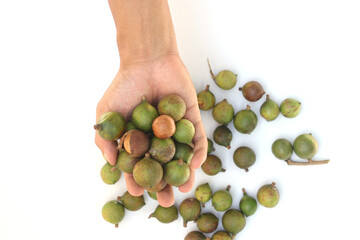 Hand holding raw macadamia nuts on white background