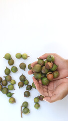 Hand holding raw macadamia nuts on white background