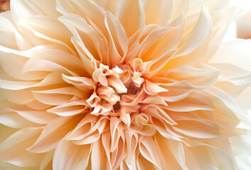 Dahlia Cafe au Lait flower closeup