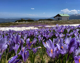Krokusblüte mit Berghütte im Hintergrund im Rila Gebirge, Bulgarien