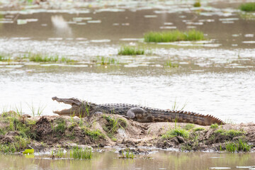 A large mugger crocodile basks in the sun on the banks of a  muddy lake.