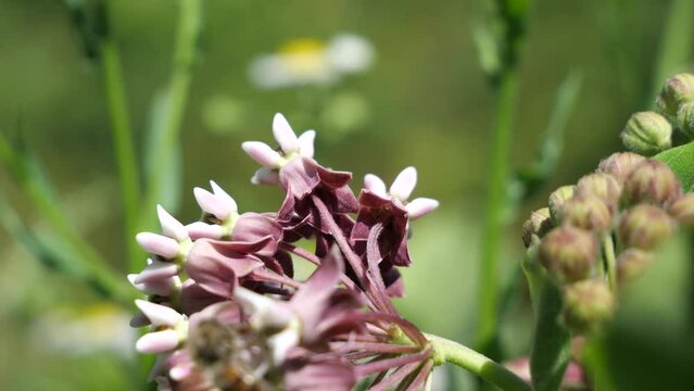 Amata nigricornis and honey bee on the inflorescence of a Asclepias syriaca. Poisonous. Causes burns on the human body.