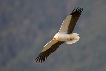 Ścierwnik, Egyptian vulture, white scavenger vulture, pharaoh's chicken (Neophron percnopterus)