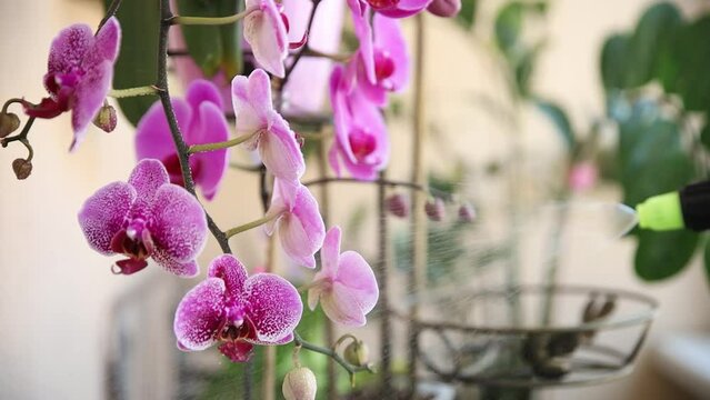 indoor orchid flowers sprayed with water, purple Phalaenopsis orchid flowers