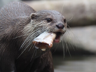 Otter with brown fur and long white whiskers holding fish taken out of water in mouth