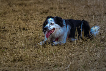 Naklejka na ściany i meble 2022-07-05 A BLACK AND WHITE BORDER COLLIE LYING IN BROWN GRASS WITH IT MOUTH OPEN AND TOUNGE OUT 