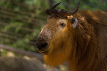 2022-07-04 A CLOSE UP PHOTOGRAPH OF A MATURE TAKIN WITH BEAUTIFUL HORNS AND A BRGHT EYE IN SAN DIEGO CALIFORNIA
