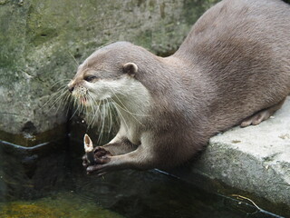 Asian Short Clawed Otter with brown fur eating fish taken out of water