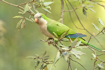 Mnicha, The monk parakeet (Myiopsitta monachus)