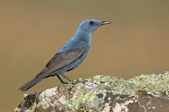 Modrak, The blue rock thrush (Monticola solitarius)