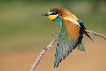 Bee eater bird on tree branch