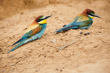 Bee eater bird sitting on ground