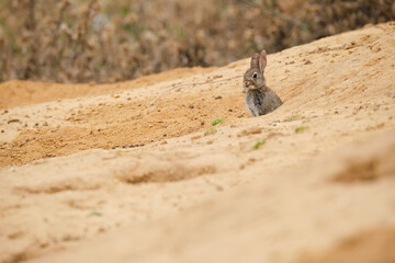 Funny little bunny in desert