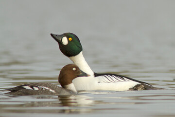 Gągoł, The common goldeneye (Bucephala clangula)