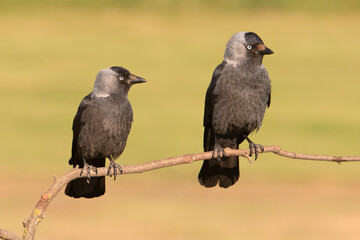 kawka, The western jackdaw (Coloeus monedula)