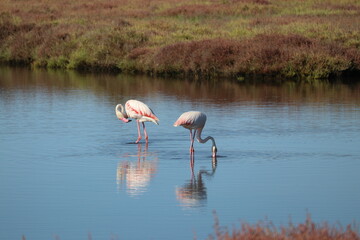 Flamencos al Delta del Ebro
