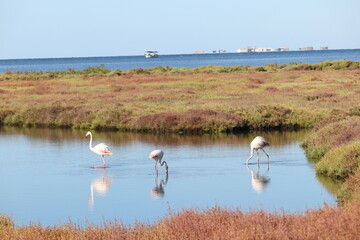 Flamencos al Delta del Ebro