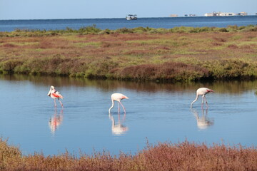 Flamencos al Delta del Ebro