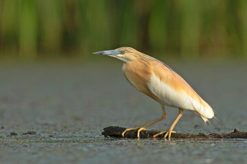 Czapla modronosa, The squacco heron (Ardeola ralloides)