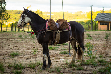 Cavalo selado