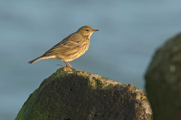 Świergotek nadmorski, The European rock pipit (Anthus petrosus)