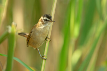 Tamaryszka, moustached warbler (Acrocephalus melanopogon)