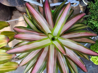 Close up of beautiful Bromeliad leaves