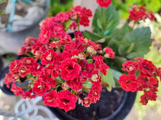 Amazing vibrant red of Kalanchoe flower or bunga cocor bebek merah.