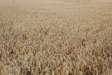 Close up of wheat ears, field of wheat in a summer day. harvesting period