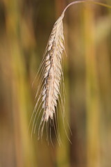 close-up ear of grain