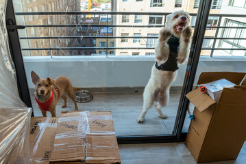 White dog standing in two legs with some moving boxes in a new home